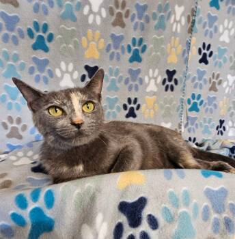 Alice -  Domestic Short Hair Cat for Adoption in Wabash, Indiana - Alice | PetCurious