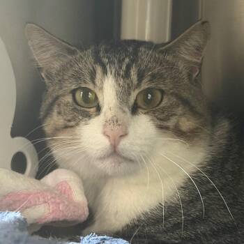 Nile -  Domestic Short Hair Cat for Adoption in Middletown, Rhode Island - Nile | PetCurious
