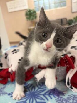 Darkwing Duck -  Domestic Short Hair Cat for Adoption in Black Eagle, Montana - Darkwing Duck | PetCurious