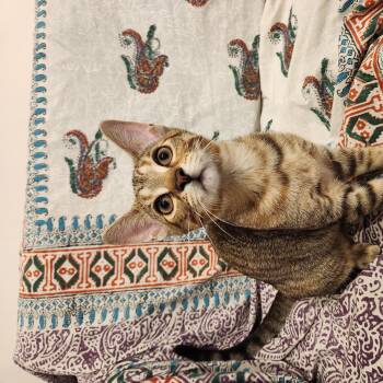Serafina-Must be adopted as a buddy cat -  Domestic Short Hair Cat for Adoption in Toronto, Ontario - Serafina-Must Be Adopted As A Buddy Cat | PetCurious