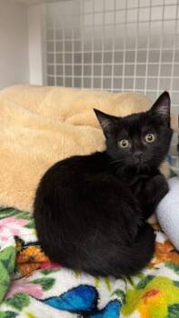 Pepper -  Domestic Short Hair Cat for Adoption in Diamond Springs, California - Pepper | PetCurious
