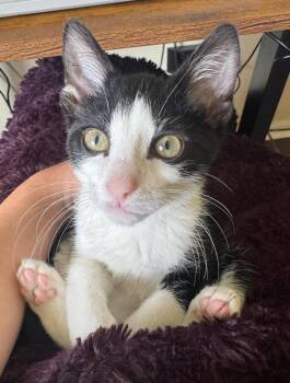Marshall -  Domestic Short Hair Cat for Adoption in Homer Glen, Illinois - Marshall | PetCurious