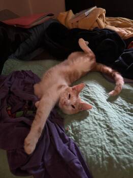 Butter Bean -  Domestic Short Hair Cat for Adoption in Raleigh, North Carolina - Butter Bean | PetCurious
