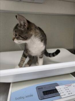DOUGH -  Domestic Short Hair Cat for Adoption in Tracy, California - DOUGH | PetCurious