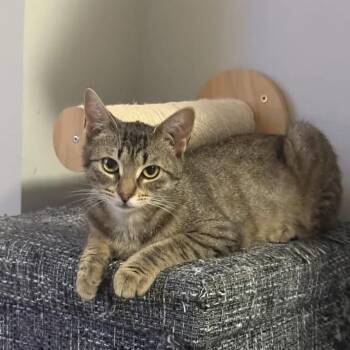 Domestic Short Hair Cats Available for Adoption in Weehawken Township, New Jersey - Chai | PetCurious