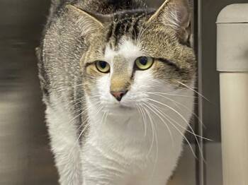 A1267962 -  Domestic Short Hair Cat for Adoption in Charlotte, North Carolina - A1267962 | PetCurious