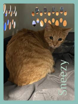 SNEEZY -  Tabby Cat for Adoption in Lawton, Oklahoma - SNEEZY | PetCurious