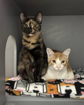 Domestic Short Hair Cats Available for Adoption - Tuti (bonded With Henry) | PetCurious