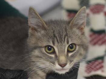 Platy -  Domestic Short Hair Cat for Adoption in Portland, Oregon - Platy | PetCurious
