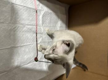 Eileen -  Siamese and Domestic Short Hair Cat for Adoption in Saucier, Mississippi - Eileen | PetCurious