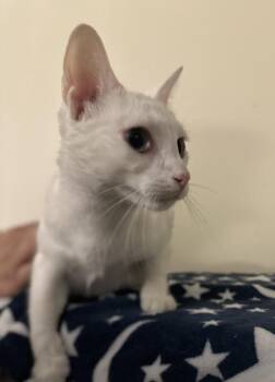 Domestic Short Hair Cats Available for Adoption - Aurora (Aka Luciprrr) | PetCurious