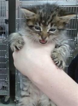 BADGER -  Domestic Medium Hair Cat for Adoption in Salinas, California - BADGER | PetCurious