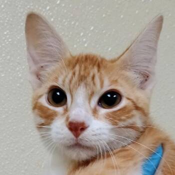 Bubba Ray -  Domestic Short Hair Cat for Adoption in Palestine, Texas - Bubba Ray | PetCurious