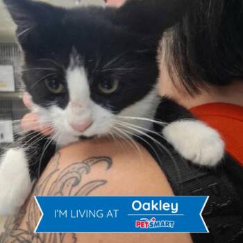 Sweet Pea -  Domestic Short Hair Cat for Adoption in Cincinnati, Ohio - Sweet Pea | PetCurious