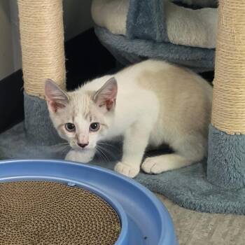 Flapjack -  Siamese Cat for Adoption in Muncie, Indiana - Flapjack | PetCurious