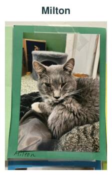 Milton -  Domestic Medium Hair Cat for Adoption in Richland Center, Wisconsin - Milton | PetCurious