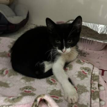 Sam -  Domestic Short Hair Cat for Adoption in Chicago, Illinois - Sam | PetCurious