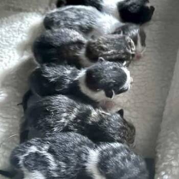 Rescue Domestic Short Hair Cats for Adoption in Madison, Wisconsin - Squirt | PetCurious