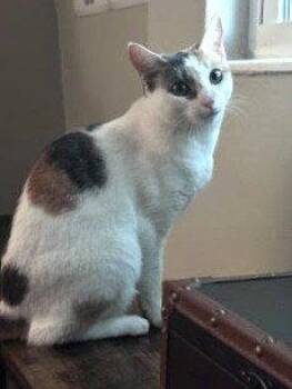 Domestic Short Hair Cats Available for Adoption in St. Cloud, Florida - KitKat | PetCurious