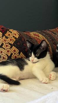 Lulu Rae -  Domestic Short Hair Cat for Adoption in Chandler, Arizona - Lulu Rae | PetCurious