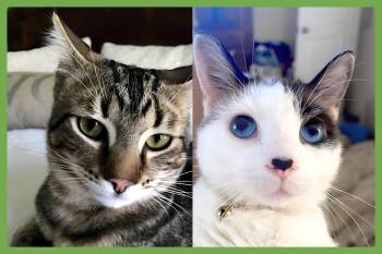 Honey Bunn and Peppermint -  Siamese and Domestic Short Hair Cat for Adoption in Amherst, Massachusetts - Honey Bunn And Peppermint | PetCurious