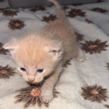 Sonnet -  Domestic Short Hair Cat for Adoption in Clavet, Saskatchewan - Sonnet | PetCurious