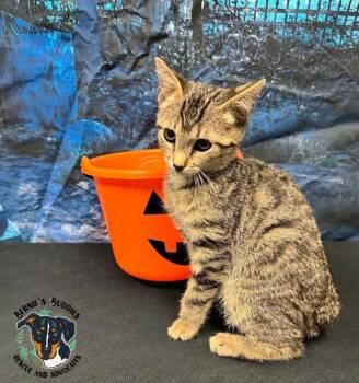 Rescue Domestic Short Hair Cats for Adoption in Huntington, West Virginia - Briar Rose | PetCurious