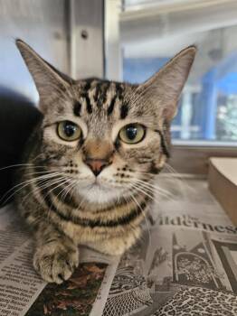 Domestic Short Hair Cats Available for Adoption - ANGELIQUE | PetCurious