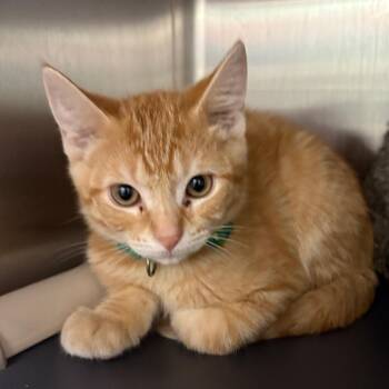 Bazooka -  Domestic Short Hair Cat for Adoption in Keizer, Oregon - Bazooka | PetCurious