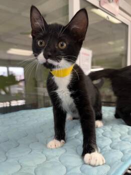 Socks -  Domestic Short Hair Cat for Adoption in Lemoore, California - Socks | PetCurious
