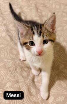 Messi -  Domestic Short Hair Cat for Adoption in Johnson City, Tennessee - Messi | PetCurious