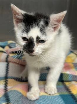 Rescue Domestic Short Hair Cats for Adoption in Hartsville, South Carolina - Moo | PetCurious