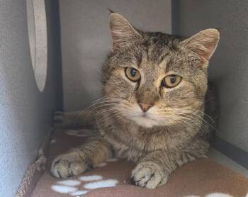 Domestic Short Hair Cats Available for Adoption in Liverpool, New York - Toebias | PetCurious