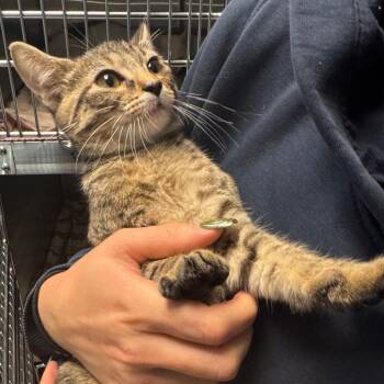 Lowla -  Domestic Short Hair Cat for Adoption in Columbus, Georgia - Lowla | PetCurious