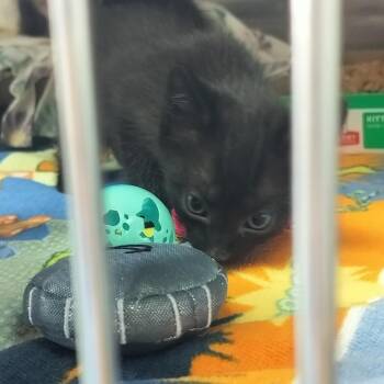 Lexus -  Domestic Short Hair Cat for Adoption - Lexus | PetCurious