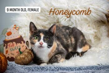 Honeycomb -  Domestic Short Hair Cat for Adoption in Sevierville, Tennessee - Honeycomb | PetCurious