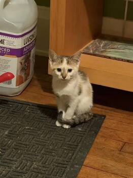 Carousel -  Domestic Short Hair Cat for Adoption in Wyoming, Michigan - Carousel | PetCurious