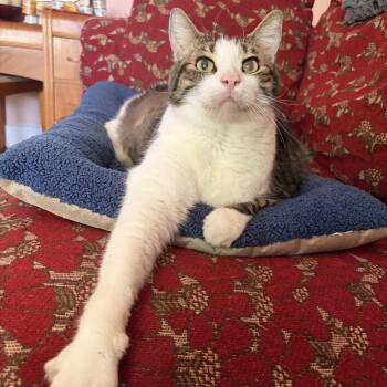 EVAN -  Domestic Short Hair Cat for Adoption in Richmond, California - EVAN | PetCurious