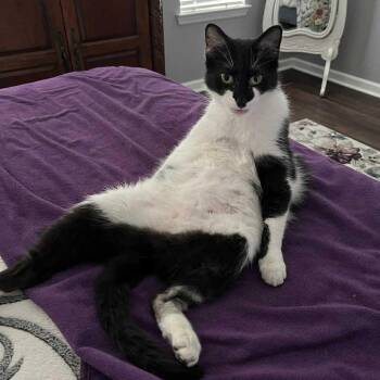 Rescue Domestic Medium Hair Cats for Adoption in Youngstown, Florida - Jake | PetCurious