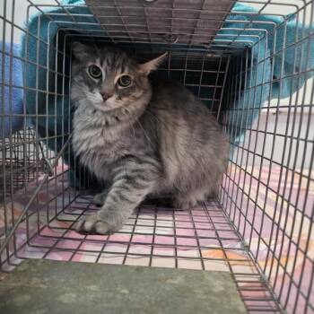 Lyla -- Bonded Buddy With Lincoln -  Domestic Long Hair Cat for Adoption in Des Moines, Iowa - Lyla -- Bonded Buddy With Lincoln | PetCurious