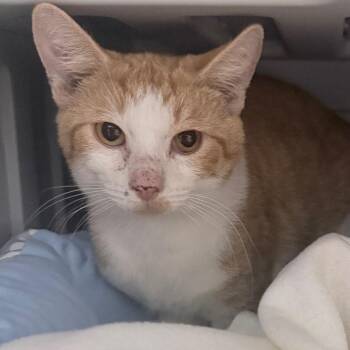 Pumpkin -  Domestic Short Hair Cat for Adoption in Titusville, Florida - Pumpkin | PetCurious