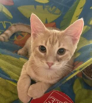 Salem -  Domestic Short Hair Cat for Adoption in Lacon, Illinois - Salem | PetCurious