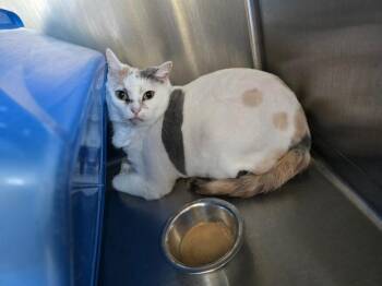 Domestic Short Hair Cats Available for Adoption in Barron, Wisconsin - Aria | PetCurious