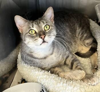 Rescue Domestic Short Hair Cats for Adoption in Cibolo, Texas - Lady | PetCurious
