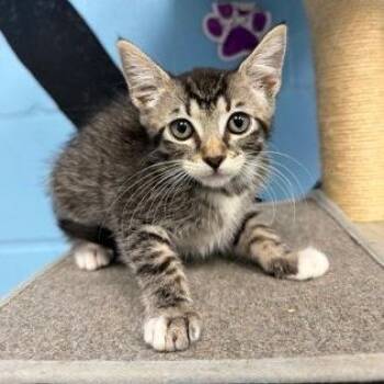 Emerald -  Domestic Short Hair Cat for Adoption in Tallahassee, Florida - Emerald | PetCurious