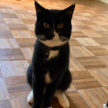 Butcher -  Domestic Short Hair Cat for Adoption in Avon, New York - Butcher | PetCurious