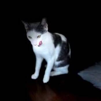 Pearl -  Domestic Short Hair Cat for Adoption in Port Richey, Florida - Pearl | PetCurious