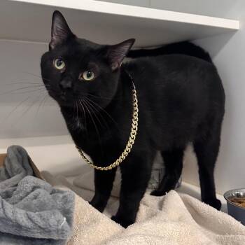 Bob -  Domestic Short Hair Cat for Adoption in Greensboro, North Carolina - Bob | PetCurious