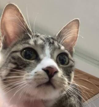 Domestic Short Hair Cats Available for Adoption - Matrix | PetCurious