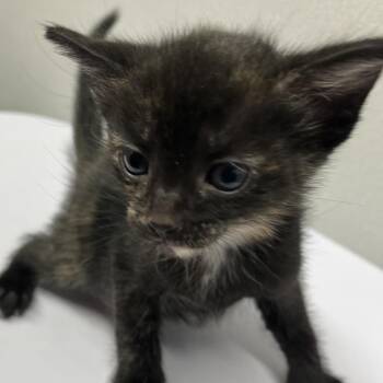 Marble -  Domestic Short Hair Cat for Adoption in Tampa, Florida - Marble | PetCurious